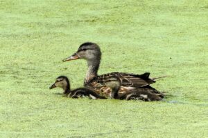 育児中に掃除ができない時の効果的な時短テクニックは？