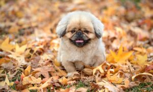 片付けを効率的に進めるためのチェックリストは？