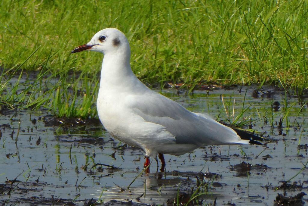 排水溝の大掃除に役立つ便利グッズのおすすめは？