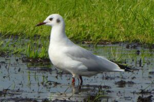 排水溝の大掃除に役立つ便利グッズのおすすめは？
